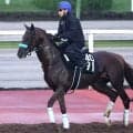 【神戸新聞杯】２戦２勝のショウナンハヤナミが骨折から復帰　渡辺調教師「距離が延びるぶんにはいい」