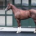 ダービー大敗からの逆襲へ 馬体派記者が「打倒ロブチェンの旗手」と期待した神戸新聞杯出走馬は