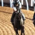 【神戸新聞杯】前走で古馬撃破ゴーラッキー順調　黒岩調教師「ここを勝って色々と考えられるようにしたい」