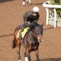 ２４年愛知杯覇者のミッキーゴージャスが競走馬登録抹消　ノーザンファームで繁殖入りの予定