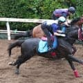 【オールカマー】武豊騎手と臨むジューンテイクは好気配　調教時計は控えめも陣営「しっかり乗り込んでいる」