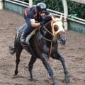 【神戸新聞杯】反撃狙うコンジェスタスはぶれなく登坂　高野調教師「ここを使って、次もっと良くなる」