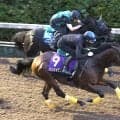 【スプリンターズＳ・１週前】重馬場でも迫力満点のパンジャタワー　橋口調教師「馬体の張り、動きも良くなっています」