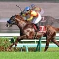 【注目馬動向】セントライト記念を制したジャスティンシカゴは引き続き原優介騎手で菊花賞へ