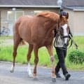 【注目馬動向】紫苑Ｓ２着サムシングスイートは松山弘平騎手との初コンビで秋華賞へ向かう