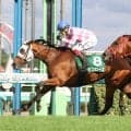 【注目馬動向】京成杯ＡＨで重賞初挑戦ＶのピコローズはマイルＣＳでＧ１初挑戦へ