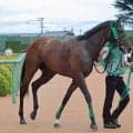 【注目馬動向】中山芝マイルで勝ち上がったサンライズノヴァ産駒アイファーマーリンはサウジアラビアロイヤルＣへ
