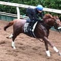 【神戸新聞杯】無傷２連勝のショウナンハヤナミは骨折明け８か月ぶりでも　渡辺調教師「思っている以上にセンスがいい」