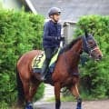 【野路菊Ｓ】歴代最速の切れ者ジーティーサクラ　陣営「使ったことで、前回より動きは全然いい」