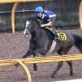 【オールカマー・データ埋蔵金】４歳牝馬が強いＧ２　吉田隼人騎手＆武幸厩舎のクイーンＳ３着馬に期待
