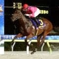 西啓太騎手「普通に乗れば勝てると思っていました」単勝１・３倍のパープルフォッグが３馬身半差の圧勝　大井・ゴールドジュニア