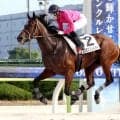 １８日の大井１Ｒでデビュー３連勝を狙う期待の牝馬コスモスフレイバー　鞍上の勝負服も”コスモス”カラー