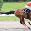 【注目馬動向・古馬】ブリーダーズＧＣ勝ちのレイバックスピンはＪＢＣレディスクラシックを視野