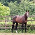 北海道の引退馬牧場で火災が発生･･･ローズキングダム、オジュウチョウサンなど暮らす「Ｙｏｇｉｂｏヴェルサイユリゾートファーム」