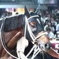 【白山大賞典・枠順確定】帝王賞２年連続２着のアウトレンジは最内１枠１番　ホウオウルーレットは大外８枠１２番
