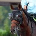 【注目馬動向・２歳】シスキンブルームは阪神ＪＦへ直行　ルナパッショーネはアイビーＳで連勝狙う