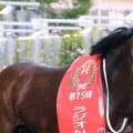 【注目馬動向】セントライト記念１１着のサノノグレーターは菊花賞へ　尾形和幸調教師が発表