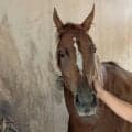 【注目馬動向】オークス馬ジュウリョクピエロが帰厩　３０キロ以上の馬体増！　寺島調教師「聖奈でいきます」