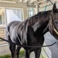 【注目馬動向】天皇賞・秋で始動予定のクロワデュノールが栗東へ帰厩　斉藤崇調教師「これからゆっくり進めていきたい」