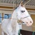 【超イケメン馬の素顔】”白毛の貴公子”シロニイの癒やし系な日常に密着！性格、好きな食べ物、お友達関係など取材！阪神競馬場の愛され誘導馬