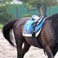 【オールカマー・金曜気配】コスモキュランダは２年半ぶりの勝利へ虎視たんたん　加藤士師「仕上がりは問題ないと思います」