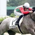 【オールカマー・金曜気配】ゴールドシップ産駒キャントウェイトが最終調整　陣営は「悪い馬場は大丈夫」と雨馬場歓迎　