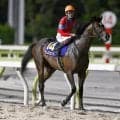 【シリウスS想定馬・騎手】ラムジェット、オニャンコポンなど18頭