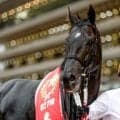 【今日の注目ポイント】阪神JSでジューンベロシティが重賞7勝目を狙う