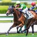 キタサンブラック産駒の大器 ジーティーサクラが無傷連勝なるか
