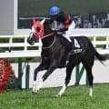 【阪神JS予想】秋の障害シリーズ第1弾 11の障害と最後の急坂越えるスタミナ勝負