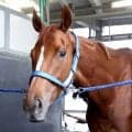 【注目馬動向】オークス馬ジュウリョクピエロが秋華賞へ向け調教再開　寺島調教師は「新馬ぐらいの馬体重で出走させたい」