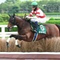 【阪神ジャンプＳ】単勝１・７倍の４・１億円馬ホウオウプロサンゲはまさかの５着...勝ったのは屈腱炎乗り越えたオオキニ！
