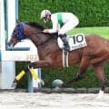【阪神６Ｒ・２歳新馬】精神面に課題残すもアンドレバローズが力でねじ伏せる　岩田望来騎手「もっと走れる馬」