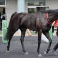 土曜中山競馬場の注目激走馬…中山１１Ｒながつきステークス