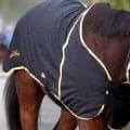 【注目馬動向】テンカジョウはレディスプレリュード　新潟で新馬Ｖの良血馬トップレイアーは武豊騎手とアイビーＳ