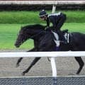 【神戸新聞杯・日曜気配】武豊騎手×５・９億円馬エムズビギンは態勢万全　友道調教師「パワーはあるので、最後に坂があるのはいいかも」