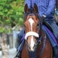 【注目馬動向】昨年の朝日杯ＦＳ勝ち馬カヴァレリッツォが復帰戦の富士Ｓへ初時計　エンネは坂井瑠星騎手で秋華賞へ