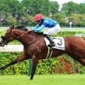 【阪神３Ｒ】単勝１・１倍ハートノートはまさかの２着　桜花賞馬スターアニス半妹に高野調教師「外で気持ちが...」