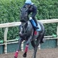 日曜中山競馬場の注目激走馬…中山１１Ｒオールカマー・Ｇ２
