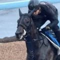 【オールカマー】得意の中山でコスモキュランダが見せ場もなく１１着大敗　２年半ぶり白星逃す