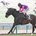 【オールカマー】雨の逃走劇！　障害帰りの９番人気メイショウゲキリンがまさかの重賞制覇　テン乗り田辺裕信騎手が３連単３８万円超えの大波乱演出