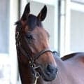 【オールカマー】レガレイラ重馬場で差し届かず４着　史上２頭目連覇逃す　唯一のＧ１馬も得意中山で復活ならず