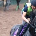 【神戸新聞杯】当然！？２冠馬ロブチェンが１・２倍で一本かぶり！　８・８倍でグリーンエナジーが続く　前日最終オッズ