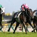 【今日の注目ポイント】神戸新聞杯に二冠馬ロブチェンが登場