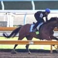 【２１日の注目・阪神１０Ｒ】メモリアルレースにキタサンブラックの半弟が登場　兄と同じ武豊騎手×清水久厩舎