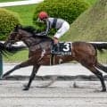 【今日の注目ポイント】中山で代替競馬 金沢では白山大賞典