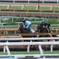 質の高い追い切りを消化 阪神芝2000mでネーロノワールが初陣/関西馬メイクデビュー情報