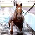 【スプリンターズＳ】９歳馬ウインカーネリアンは連覇へ順調　鹿戸調教師「馬の方がわかっている」