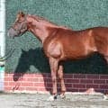 メンバー構成や馬場状態が追い風に 馬体派記者もスプリンターズS連覇に太鼓判