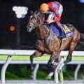 【シリウスS見どころ】海外競馬を含めキャリア豊富なラムジェット